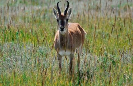 ��300ֻ��3000ֻ������ԭ�猍�F����