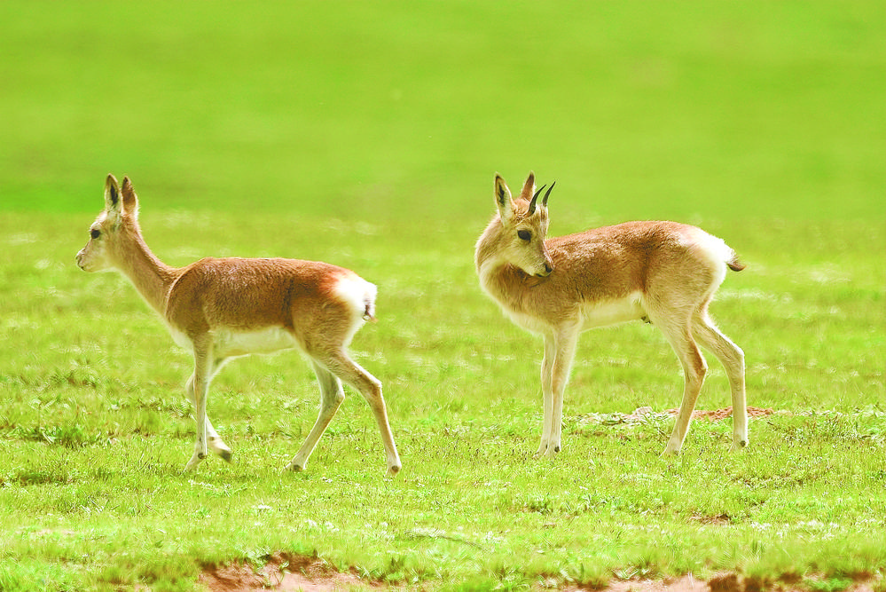 悠然的藏原羚。