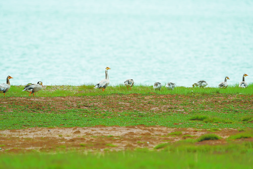 湖畔覓食的斑頭雁。