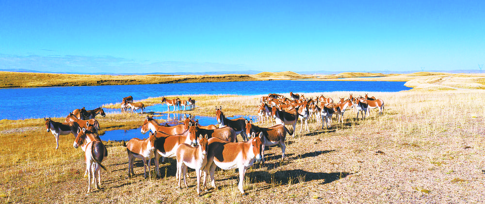 藏野驢。李友崇 攝