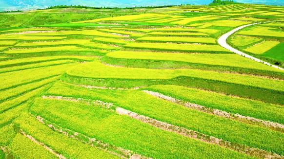 【生態(tài)觀察】海東:以“綠”為媒, 探索生態(tài)產(chǎn)品價值新路徑