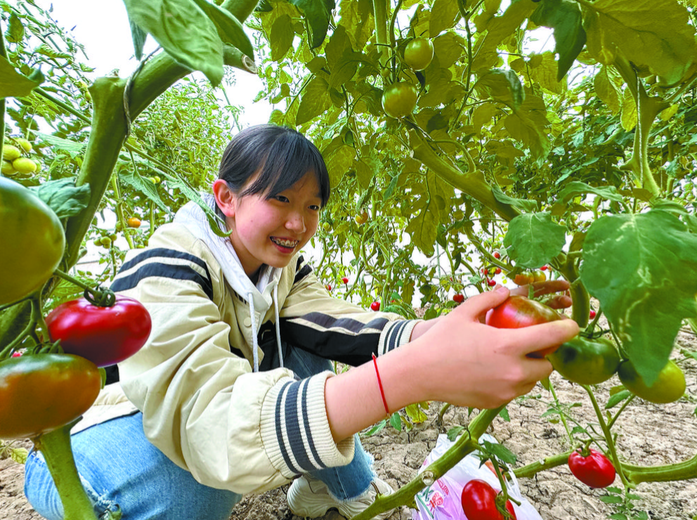 假日不出省 享受采摘樂