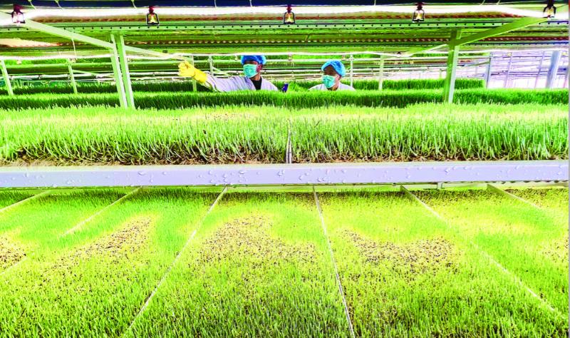 青海海北:引進無土飼草培植 助力鄉村產業振興