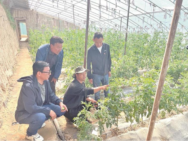 【鄉村振興在青海】溫室大棚種瓜果 產業興旺促增收