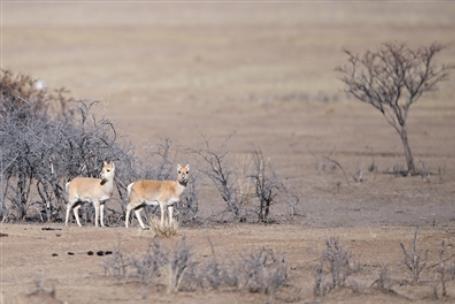 �����ຣ���ϵġ���ԭ���`��