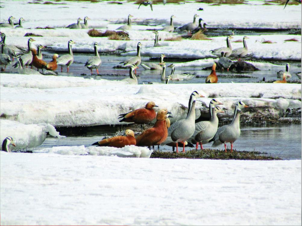 ¡�����h(hu��n)���l(w��i)ʿ���o(h��)��ԭ���