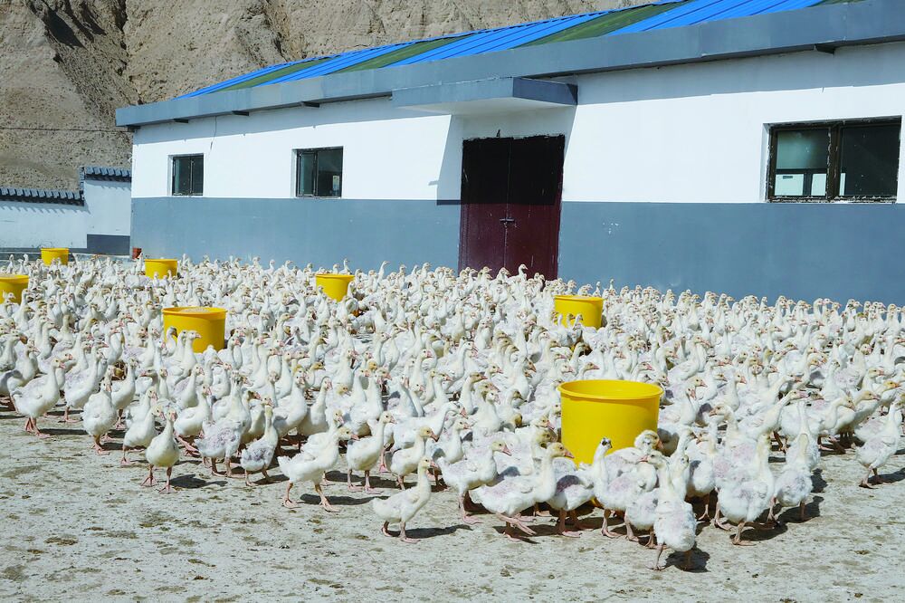 ���l�����d���ຣ�����F���Ҹ��Z�� �¸�������衱