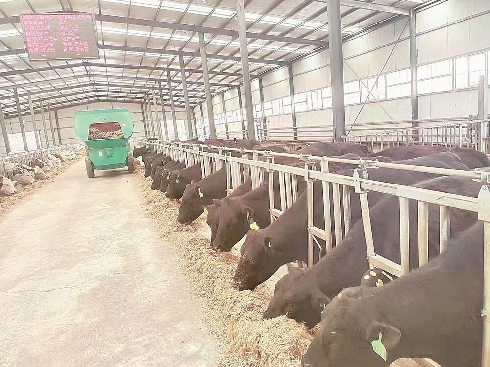 ������� ���l(xi��ng)�������|���|ɽ�_����������