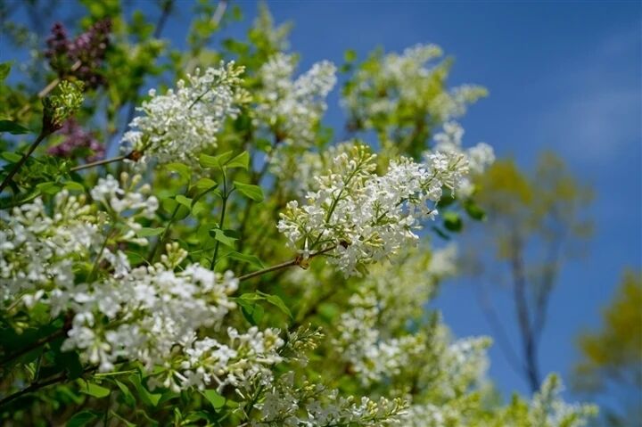 ���궡�㻨�ڱ�������10��