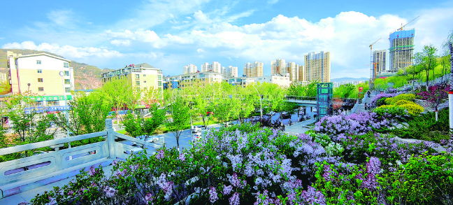 丁香花開香古城