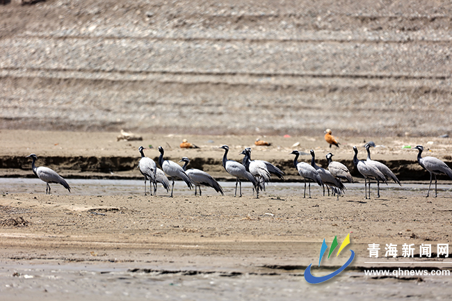 �D�������Q