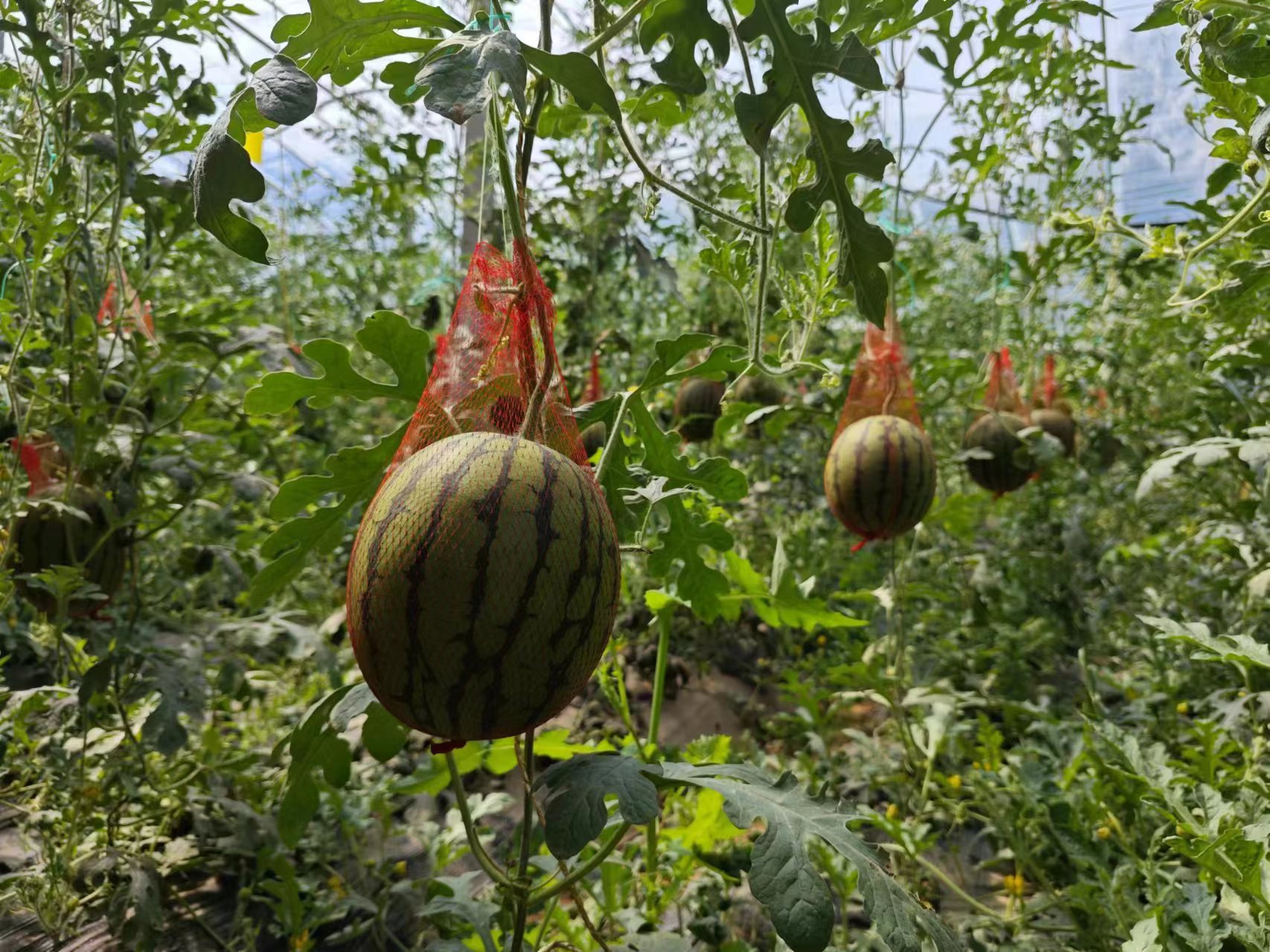 ΢�ňDƬ_20240612102818