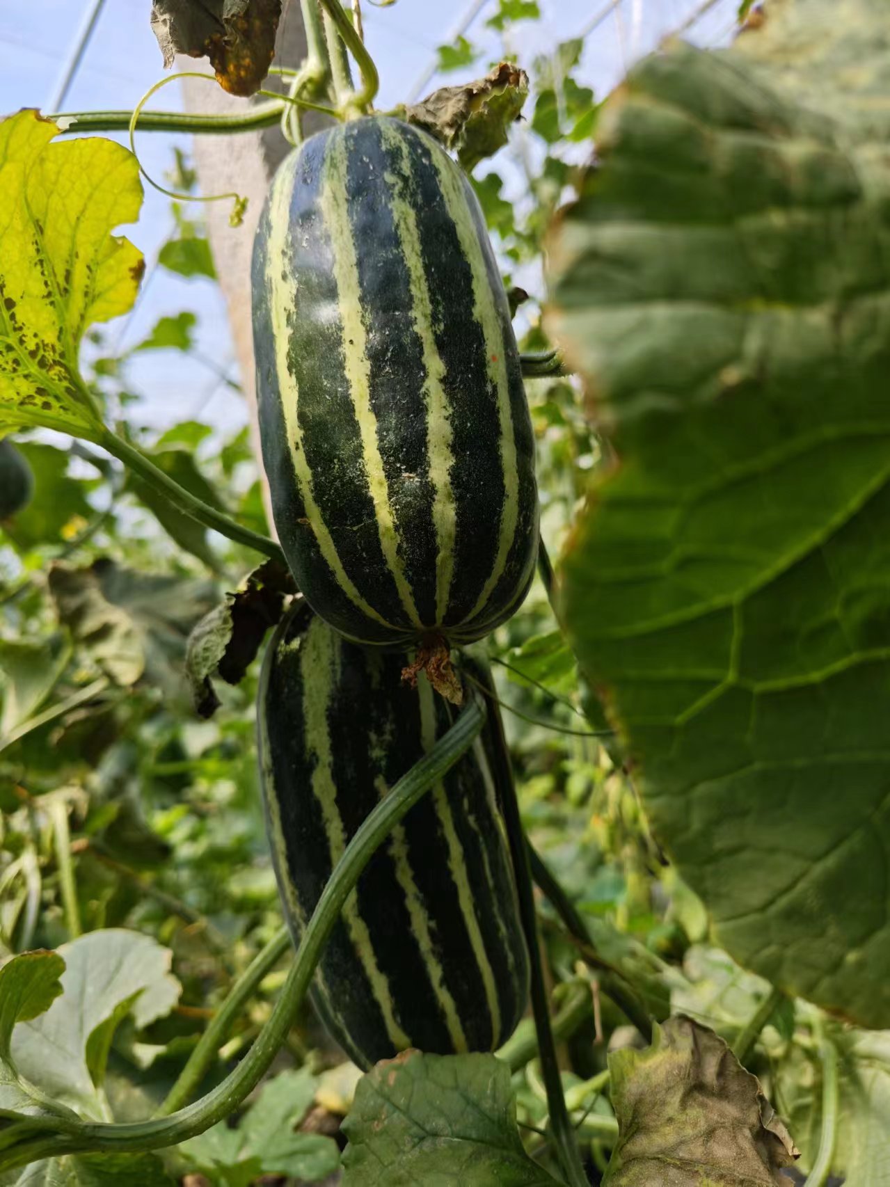 ΢�ňDƬ_20240612102821