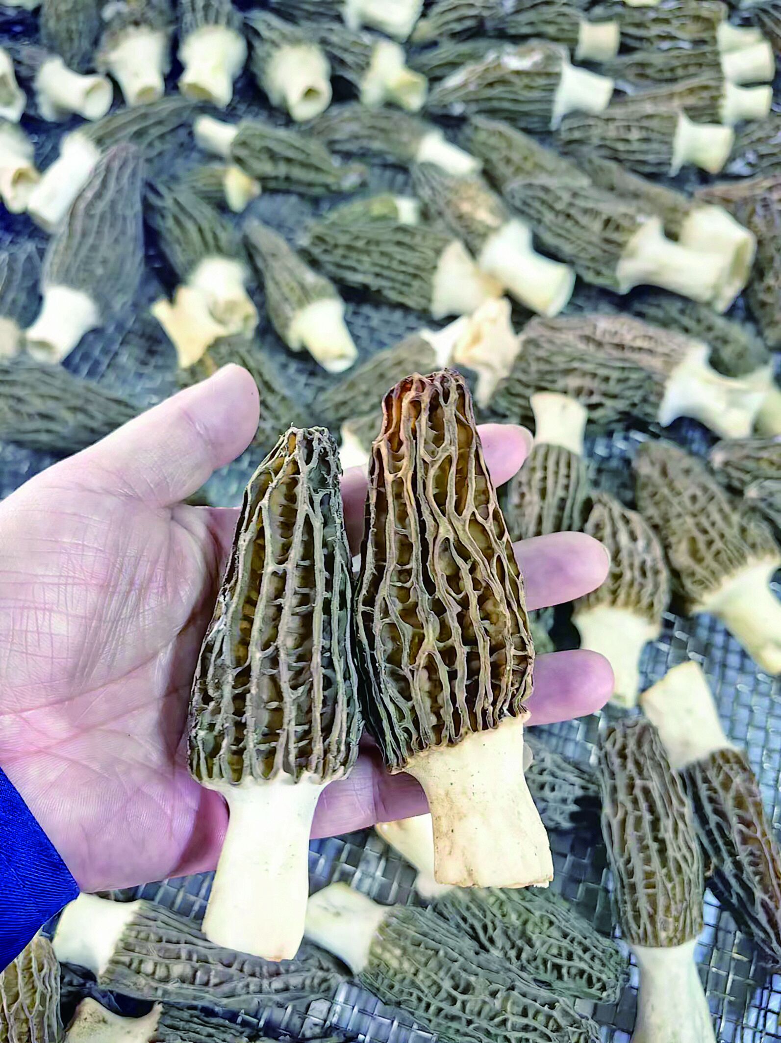 QQ�DƬ20240627060759