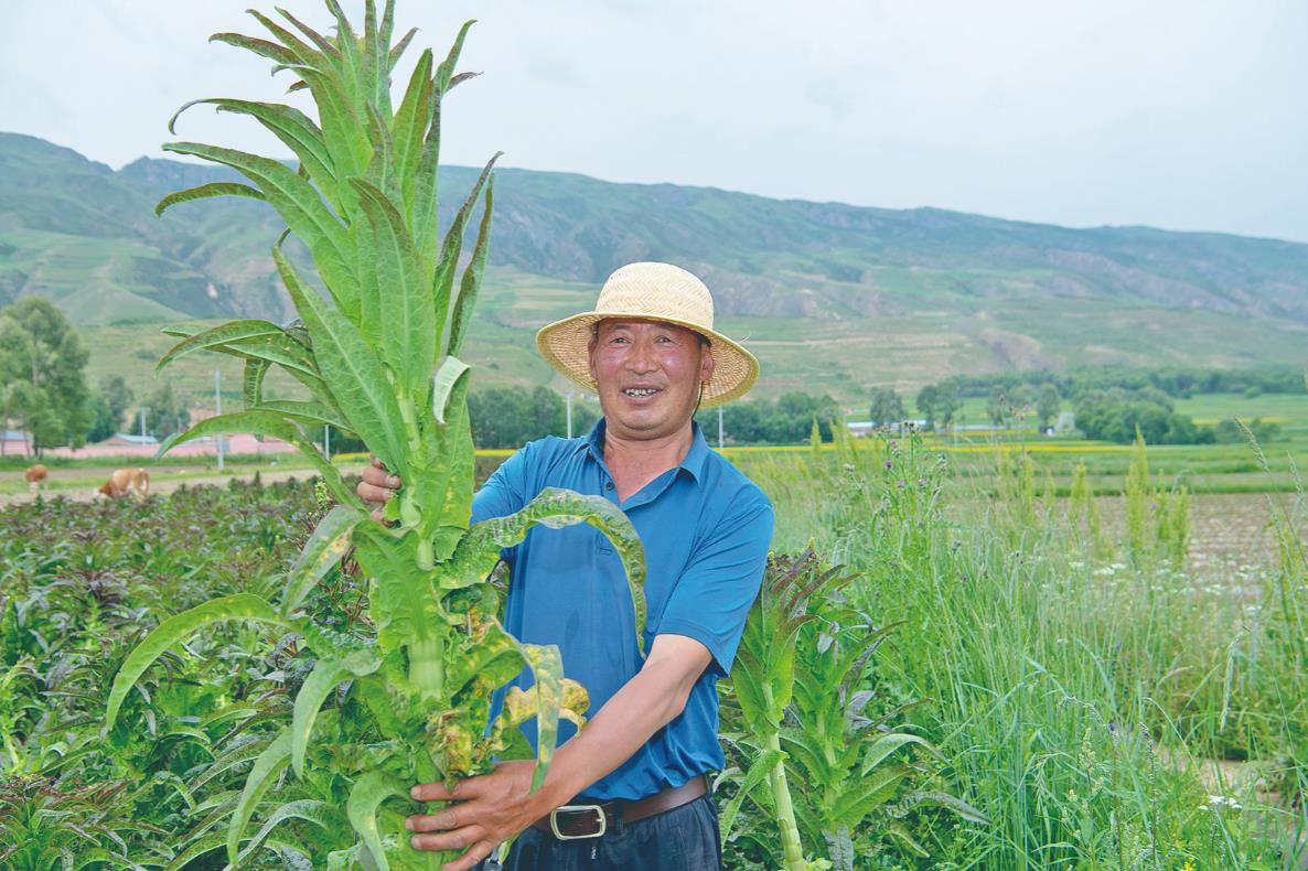 【鄉村振興在青海】深耕“一籃菜” 致富一方人