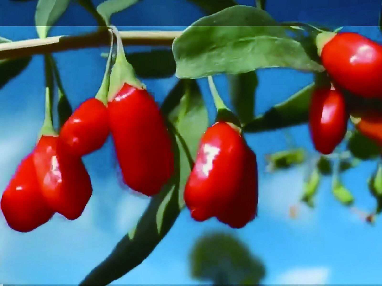 QQ�DƬ20240814061556