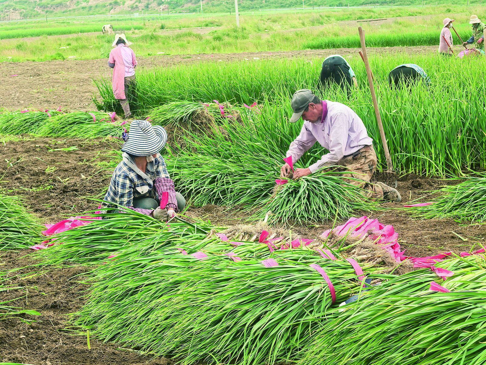 ��얹���չÓؚ���Գɹ�ͬ�l�����d��Ч㕽ӡ���ϣ������Ұ�ϡ�������܄�����ɽ�¡�����P��