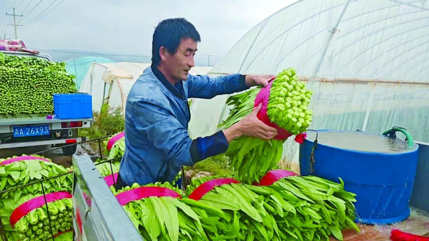 ���l�����d��������߲˻��ز���æ