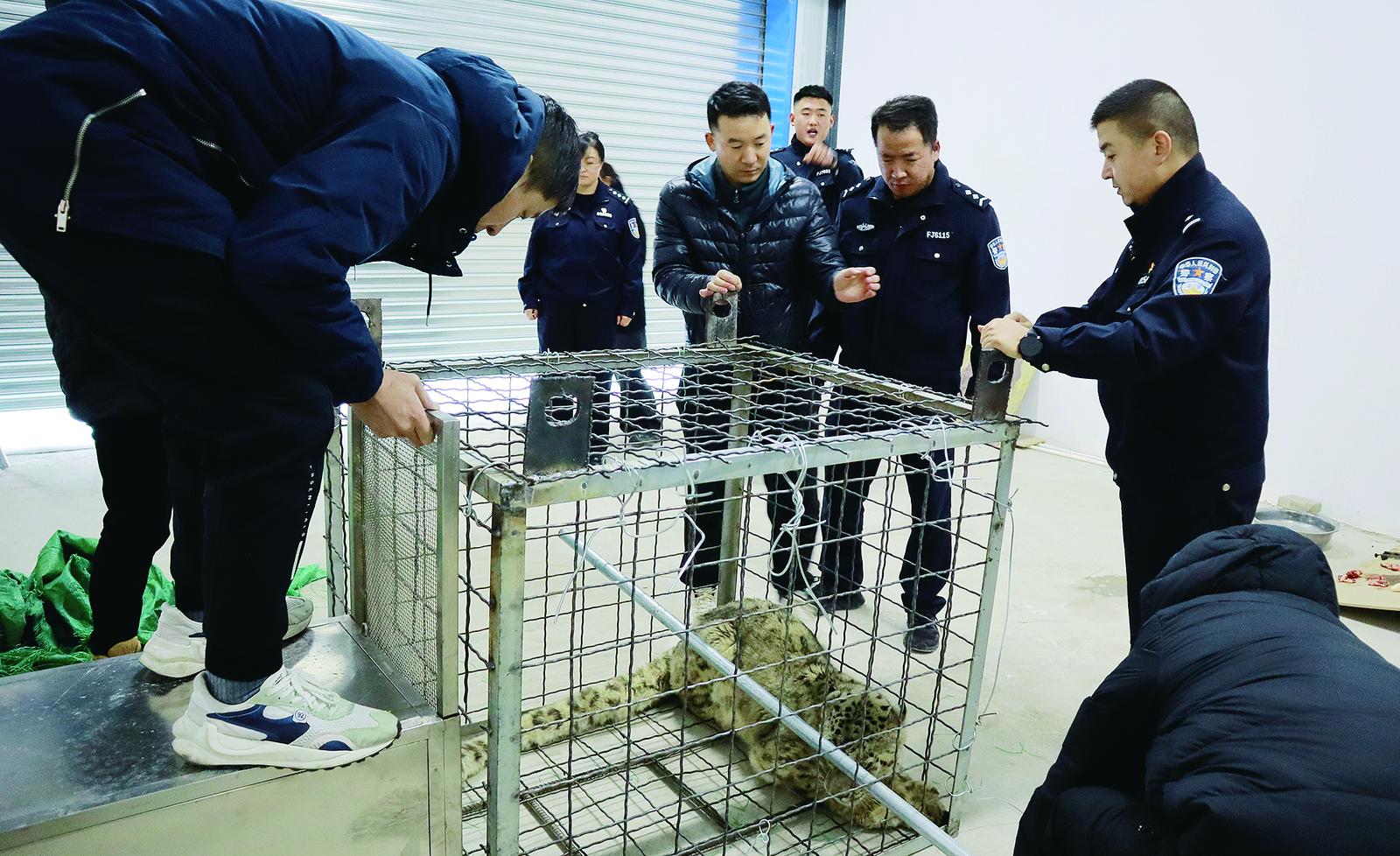 �����ί�����־���һֻ����ѩ��