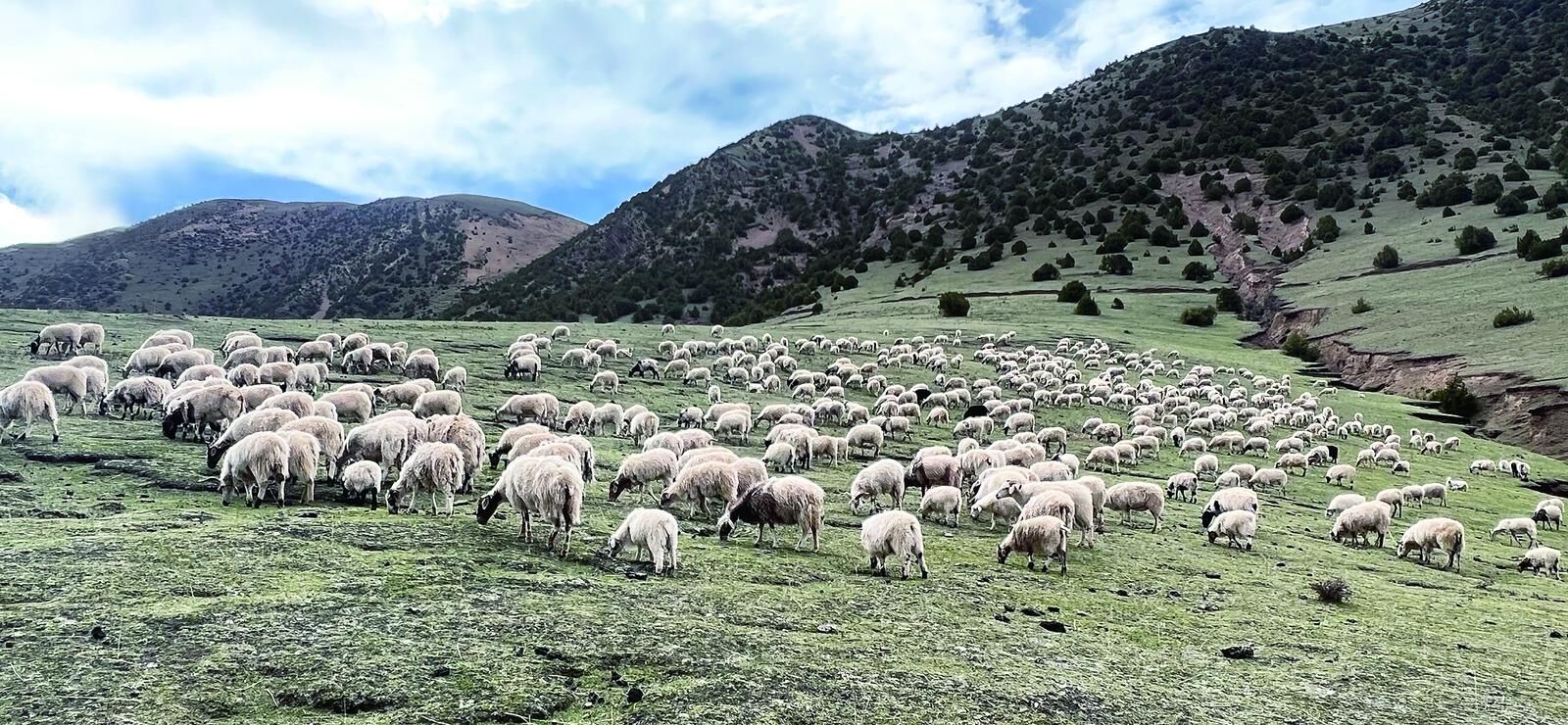 QQ�DƬ20241029061323