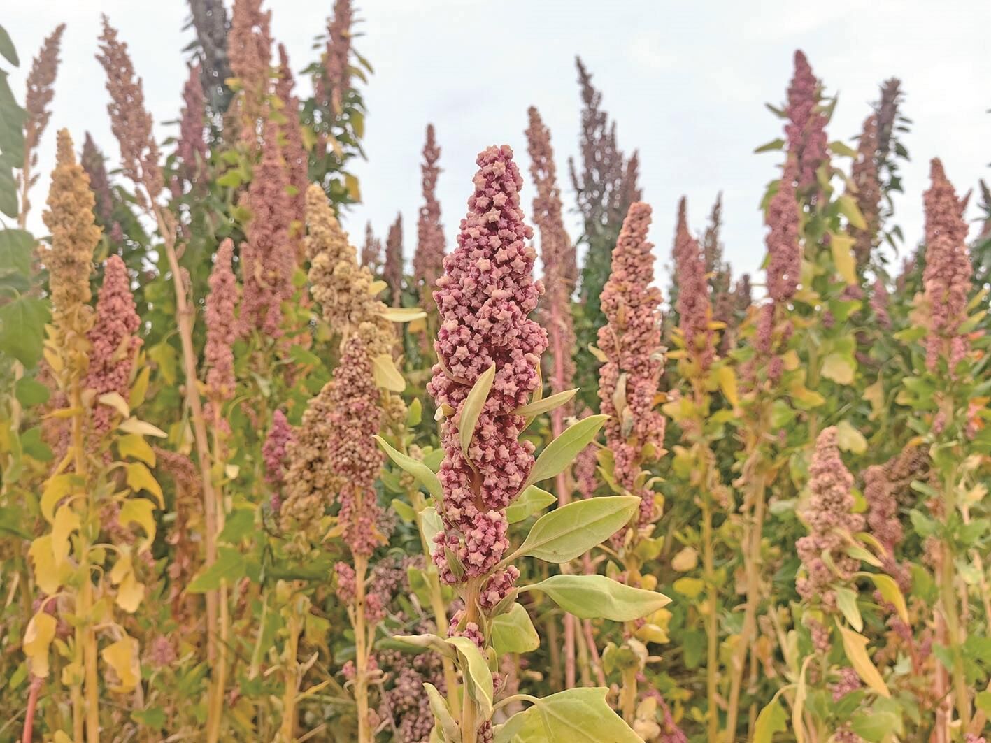 QQ�DƬ20241029062613