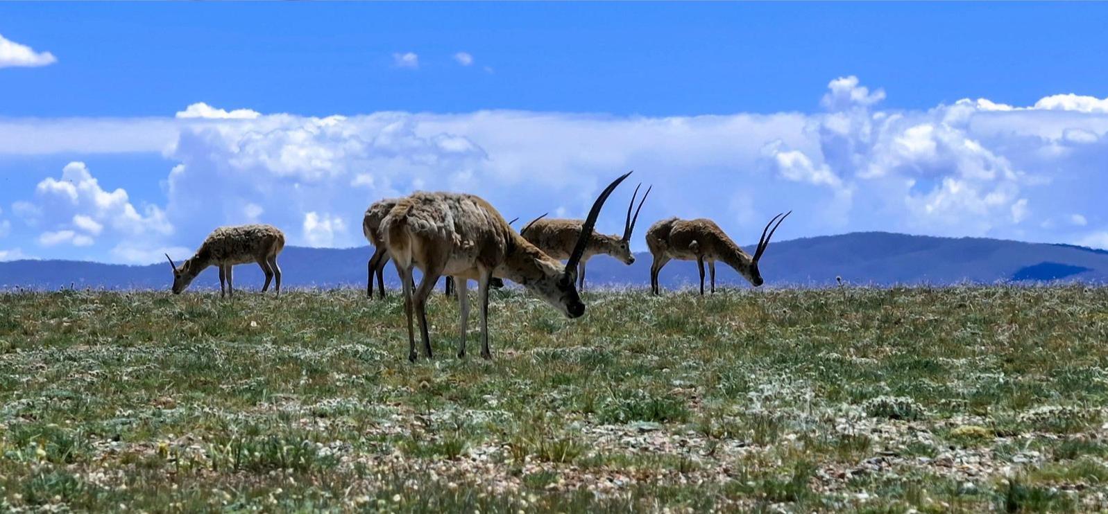 �������ǰ ��·�Ÿ衪���o(j��)���·��ͨ܇70���꡿�ɿ����������ġ�����������