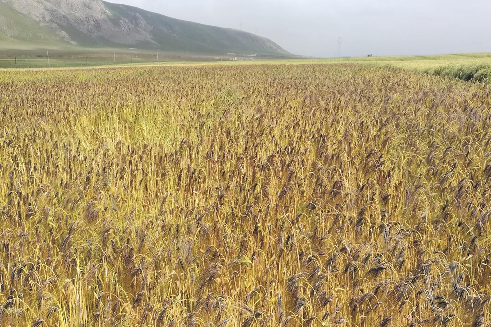 QQ�DƬ20250213061831