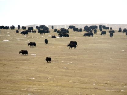 ����Դ���ҹ��@�FҰ��ţ��NȺ