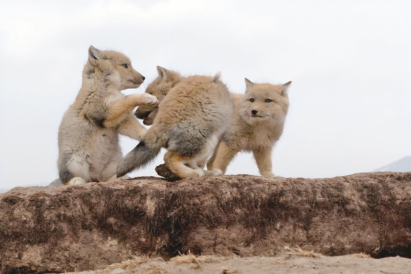 ���B���䣡���������Bɽ���n����