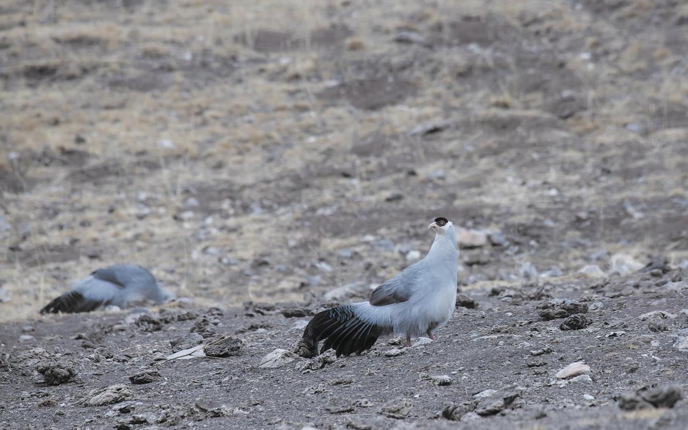 �������t�����`�g��