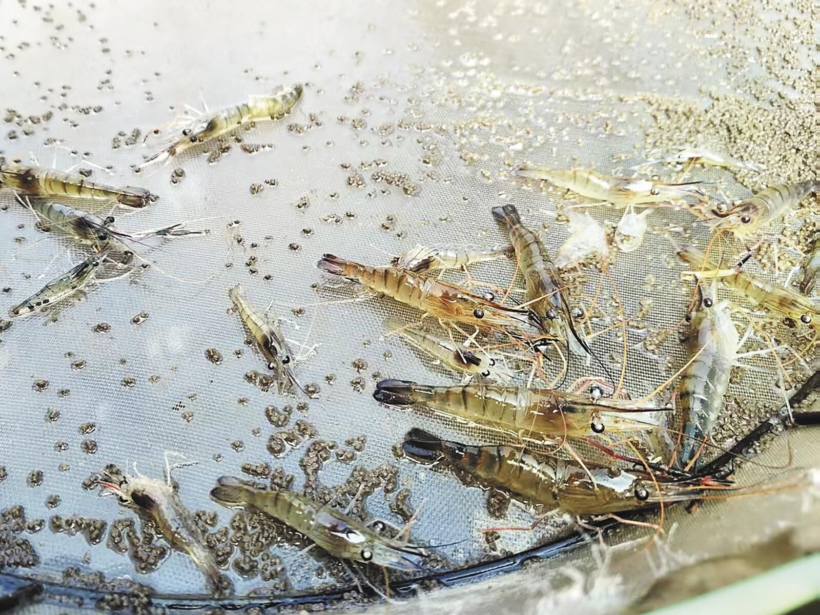 羅氏沼蝦在高原:養殖業的創新與突破