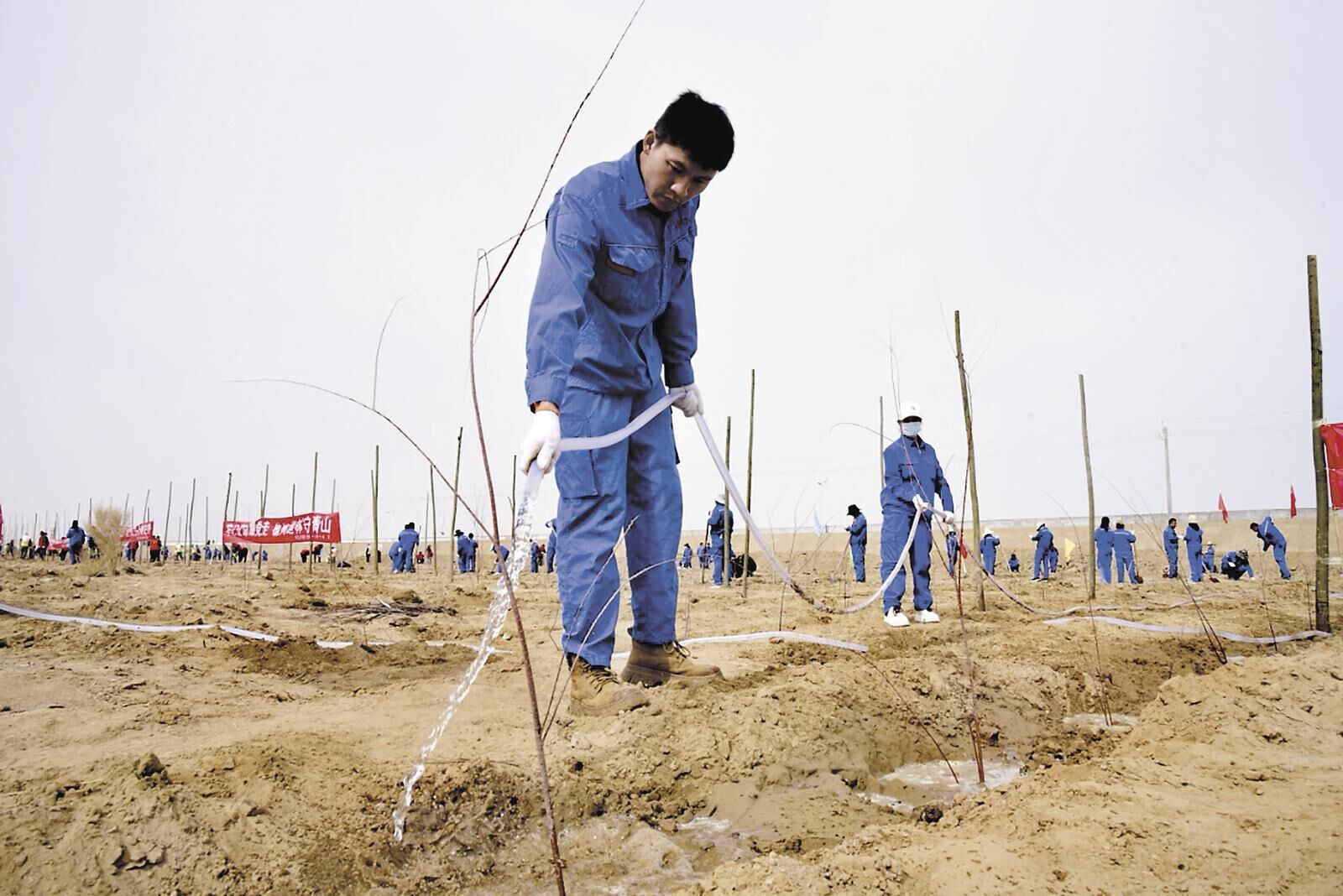 【為建設美麗青海增綠添彩】為柴達木盆地增添新綠