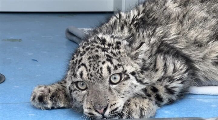 49天,雪豹凌小蟄“重生”