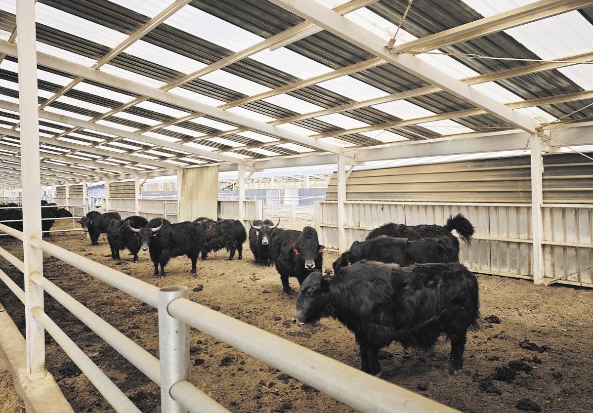 青海平安:富硒牦牛養殖助農增收