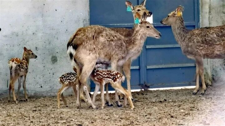 �ຣ���У�Ⱥ��÷��¹�B(y��ng)ֳ����ϲ�������P̥��¹��