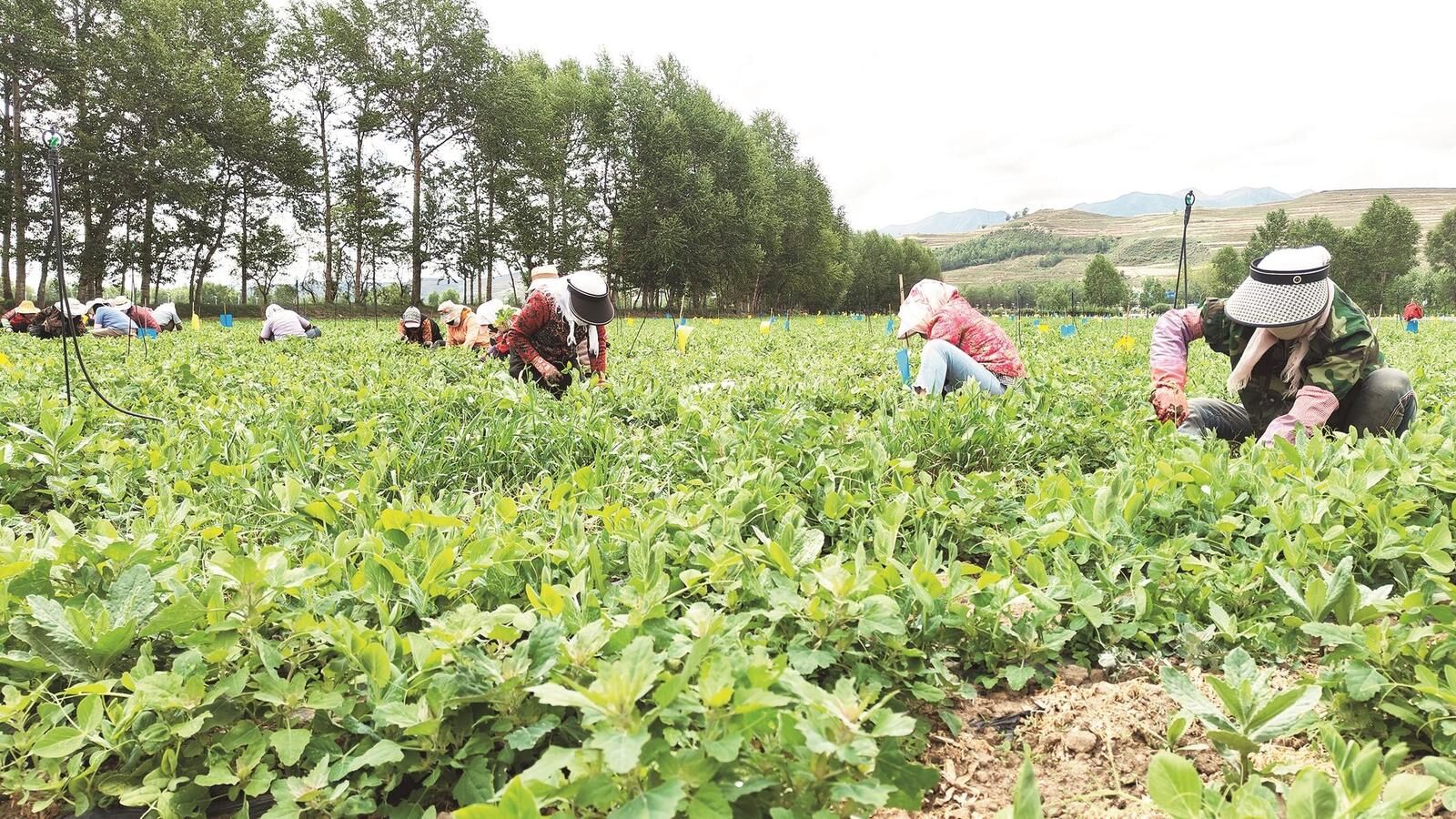 ���Զ����� ���ɠ��� ����W��؞������ƽ����ӛ�����ຣ��Ҫ�vԒ���񡿾Gɫ�r�aƷ���ڡ�����Ȧ���ٔU�� �ຣ��ԭ����߲ˡ��w���뱱�ϏV