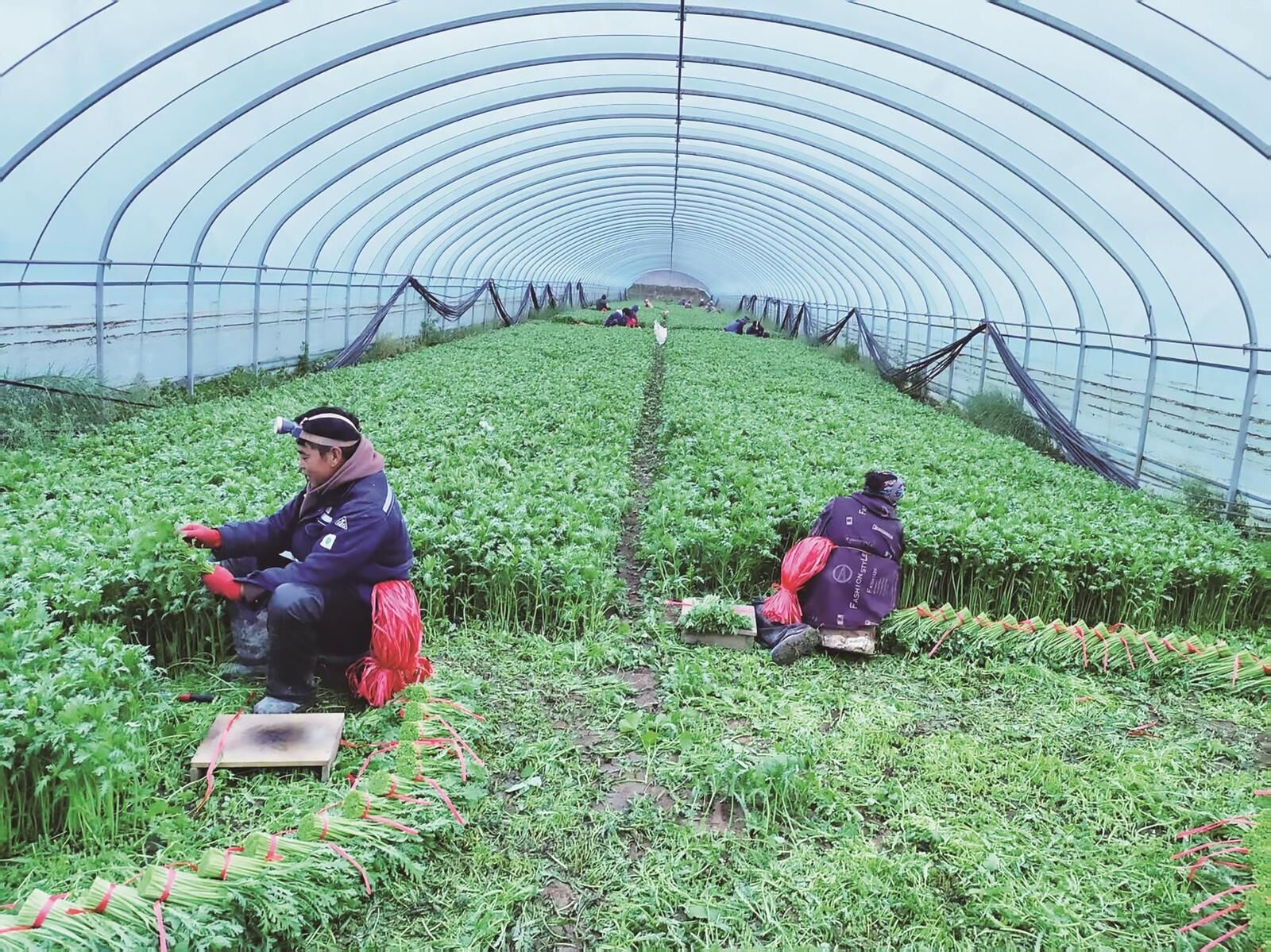 QQ�DƬ20250613062558