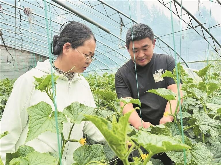 【鍥而不舍落實中央八項規定精神】三級包聯直通田間 科技賦能鄉村振興