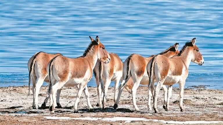 QQ�DƬ20250625061011