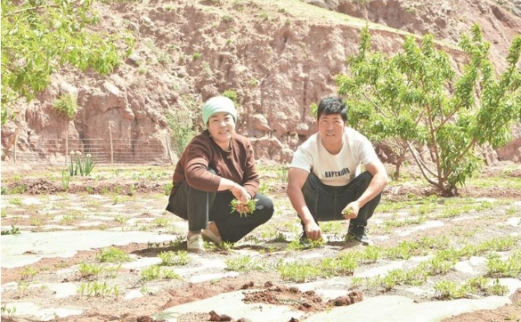 ���vɽ�������t