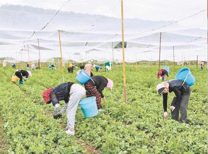 ���Զ����� ���ɠ��ȡ��ຣ�����������߲˲���æ