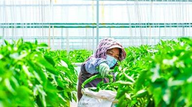 冷鏈40小時,青海西寧市湟中區鮮菜闖蘇粵