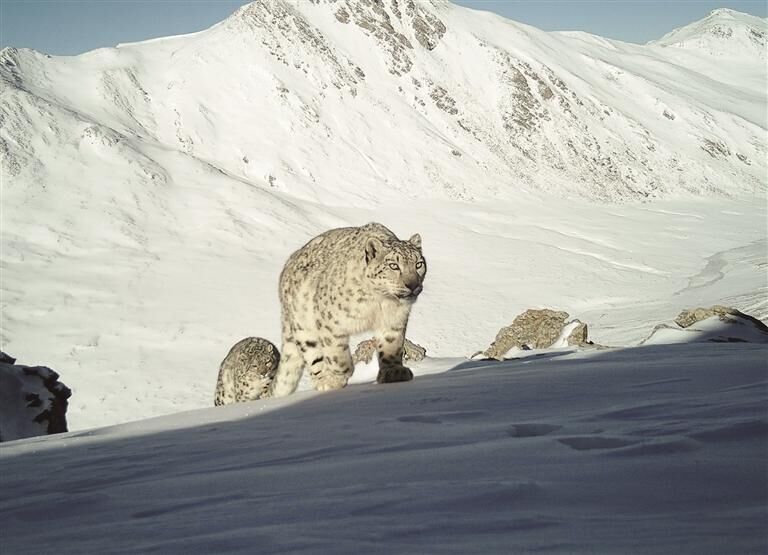 6年百余次監測到“雪山之王” 雪豹為何頻頻亮相大通