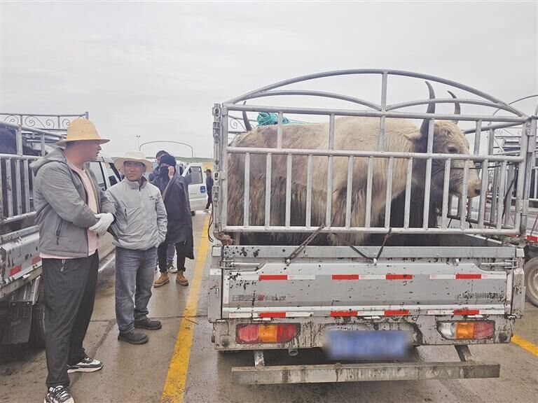 QQ�DƬ20250812062541