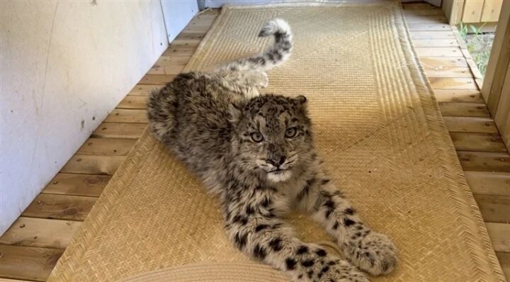 �ل����E��ѩ��������Сâ�ɹ����o