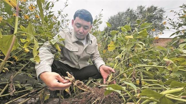 【鄉村振興在青海】高原菊芋花正艷 良種助農盼豐收