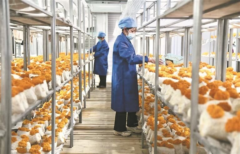 【新時代 新征程 新偉業·高質量發展調研行】設施農業激活冷涼產業“一盤棋”——青海縣域經濟發展觀察·大通篇