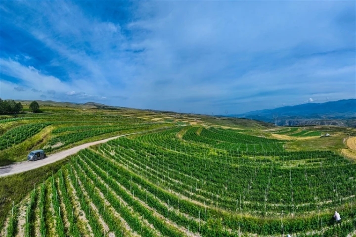 甜脆嫩!西寧荷蘭豆俏銷“北上廣”