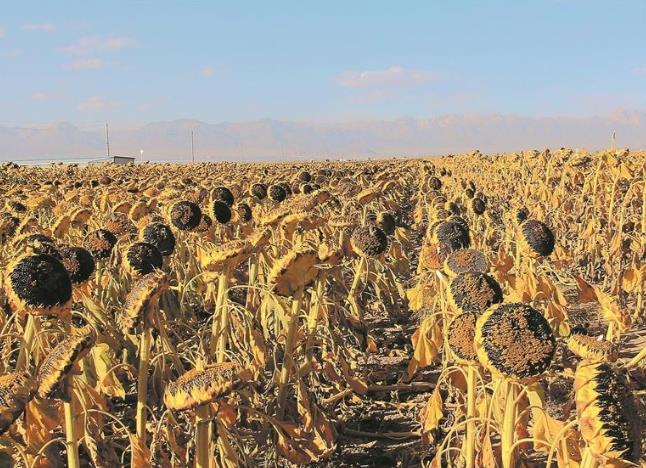 �ຣ�����������f��ʳ���L�S��