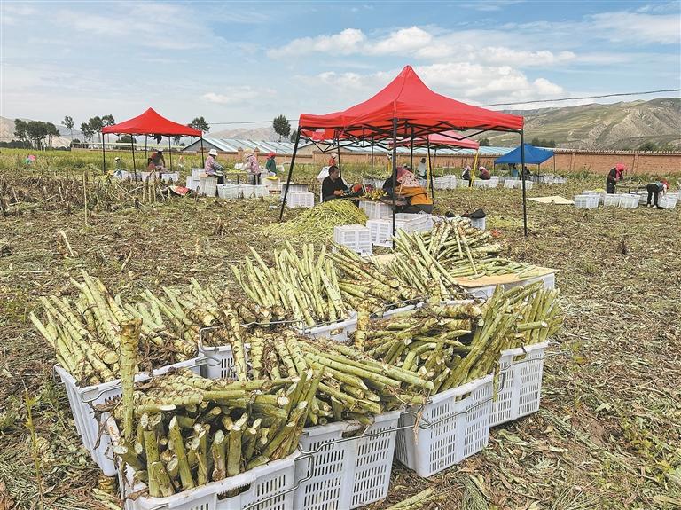 【鄉村振興在青海】風拂新街菜滿園 冷涼產業富鄉鄰